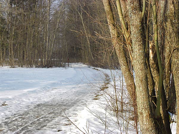 Białowieża 2011