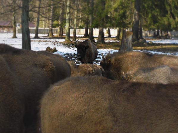 Białowieża 2011