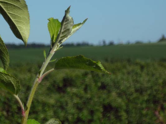 poranek na Mokotowie