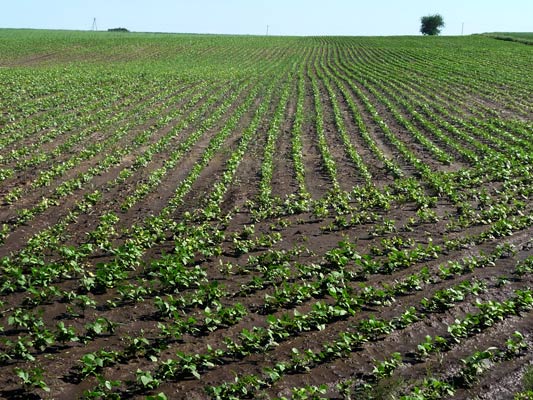 czerwiec i samochód 