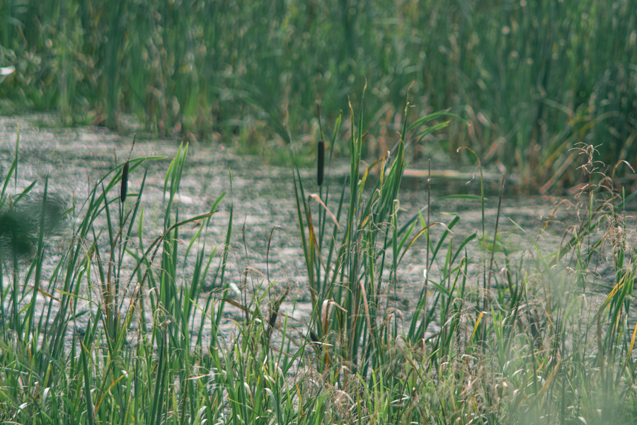 rzeka wśród sitowia