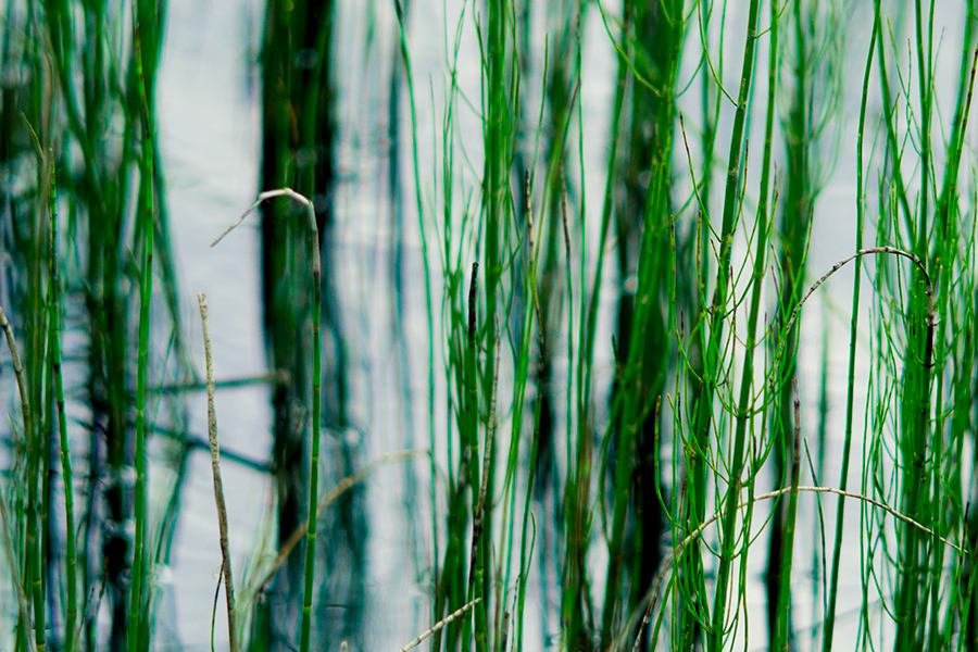 roslinu wodne i ich odbicia