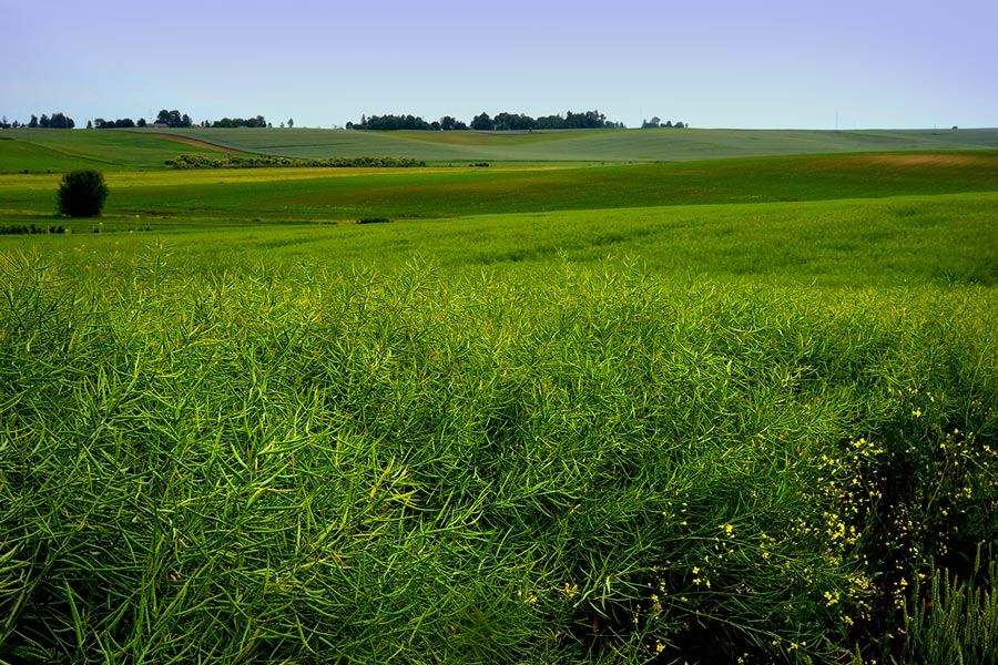 rzepak i inne uprawy na pagórkowatych polach