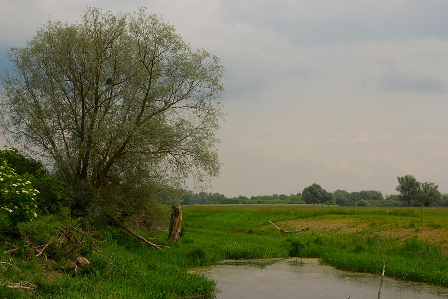 Wierzba nad starorzeczem Bugu
