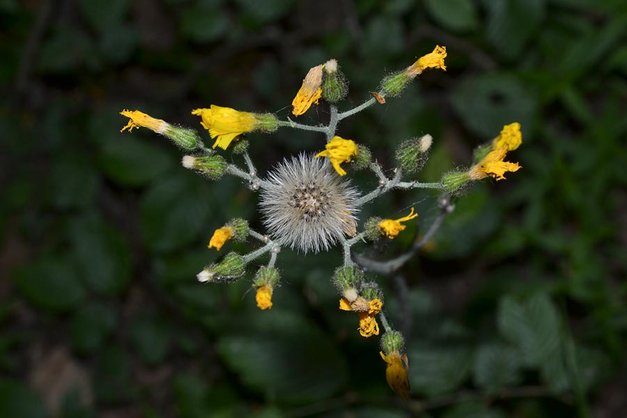  gałązka jastrzębca złocistego