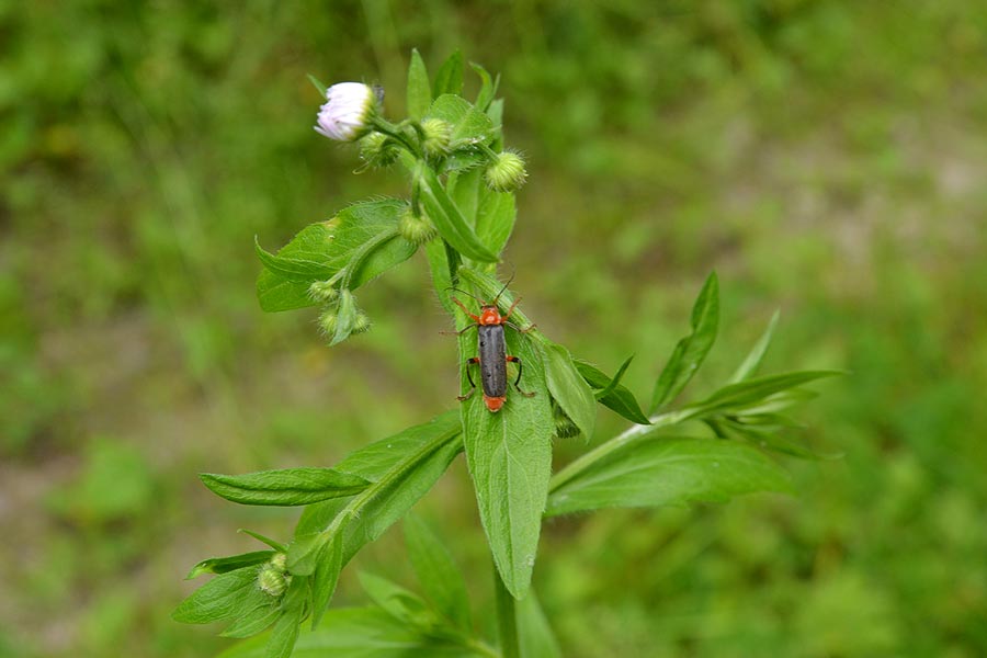 Owad na liściu - Omomiłek szary