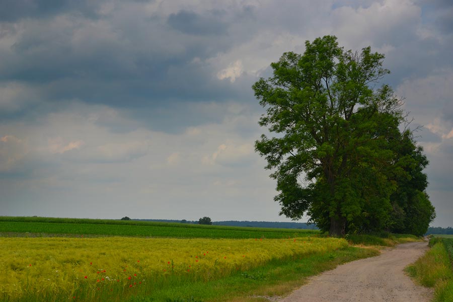 polna droga wśród pól uprawnych, a przy drodze ogromne drzewa