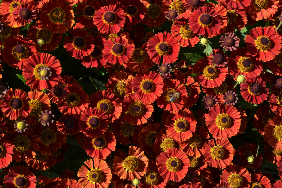 mnóstwo czeronych kwiatów