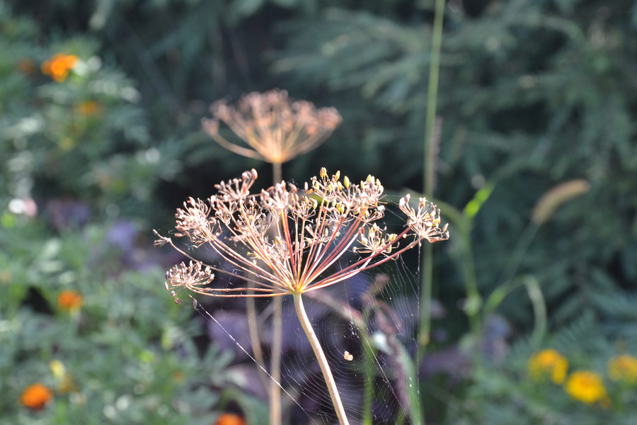 sieć pajecza w ogrodzie