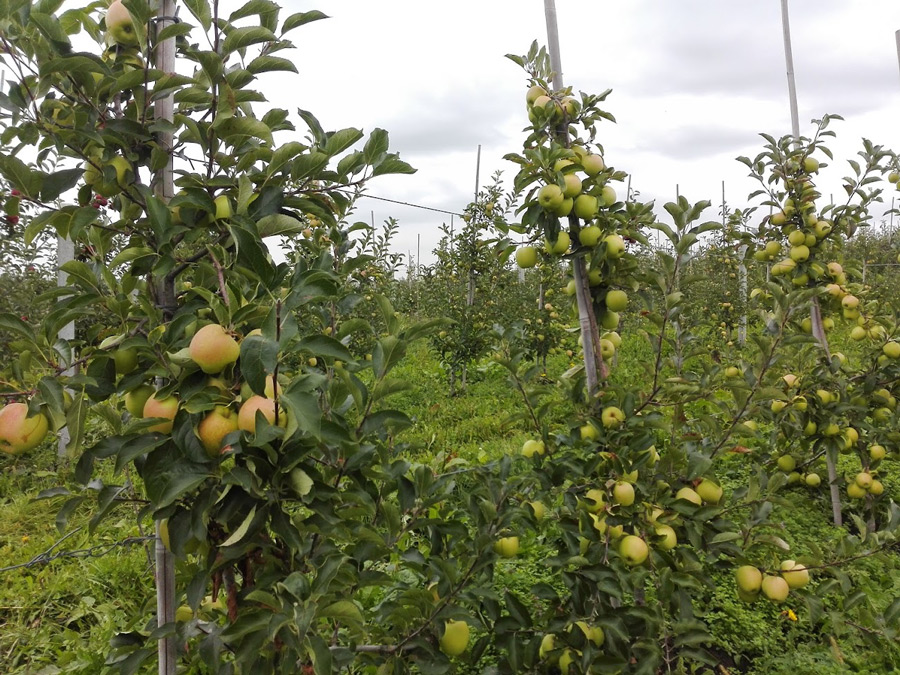 jabłonki w sadzie