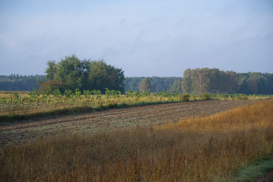 rjesienny pejzaż a polami