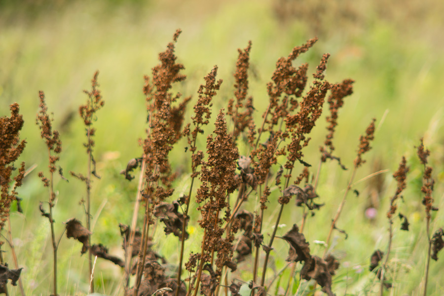 suche jesienne badyle