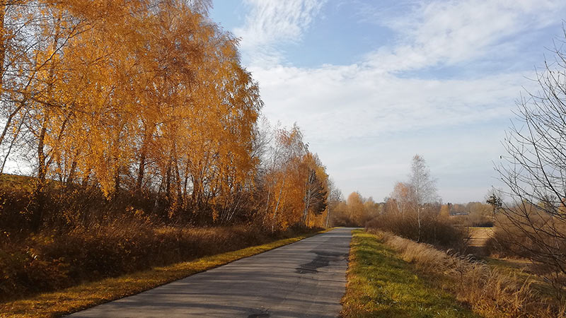Droga wśród złocistych drzew