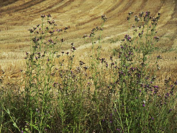 Osty w polu na drodze przemarszu Kadrówki