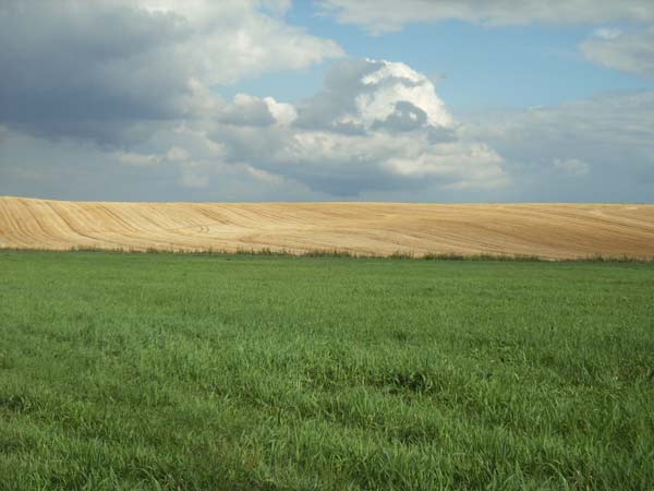 Wśród takich pól maszeruje Kadrówka
