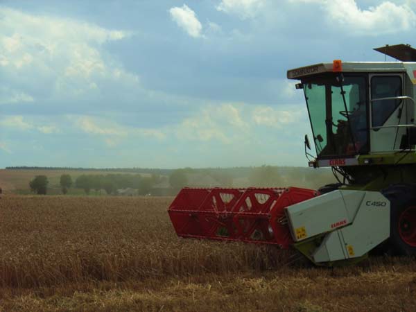Kombajn na polach Małopolski