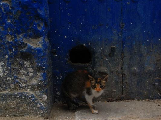 kot w granatowym zaułku