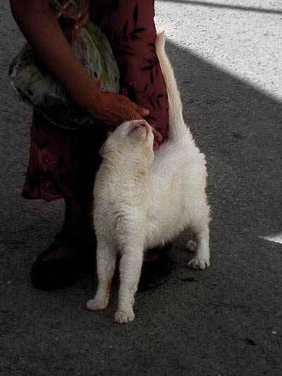 kot miłyTunezyjczyk 