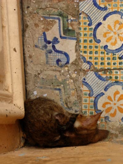 śpiący kot w narozniku starego muru z ozdobnymi kafelkami