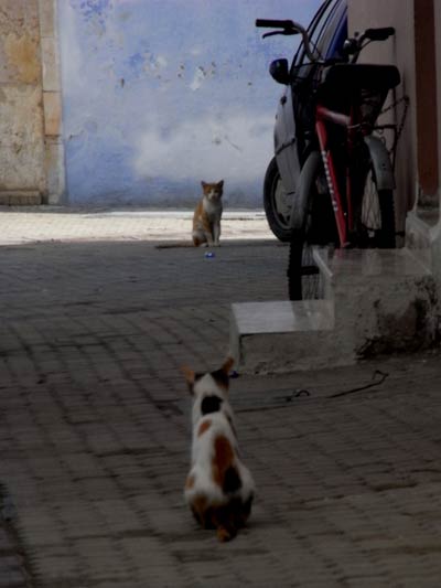 dwa koty siedzą na przeciw siebie