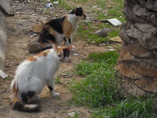 2 kot e łaty koło palmy Tunezja 