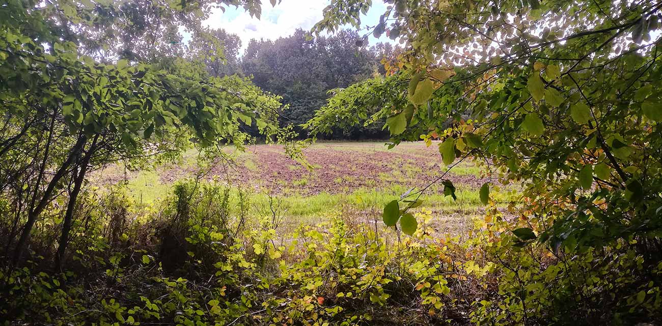 Wyjście z lasu na pole