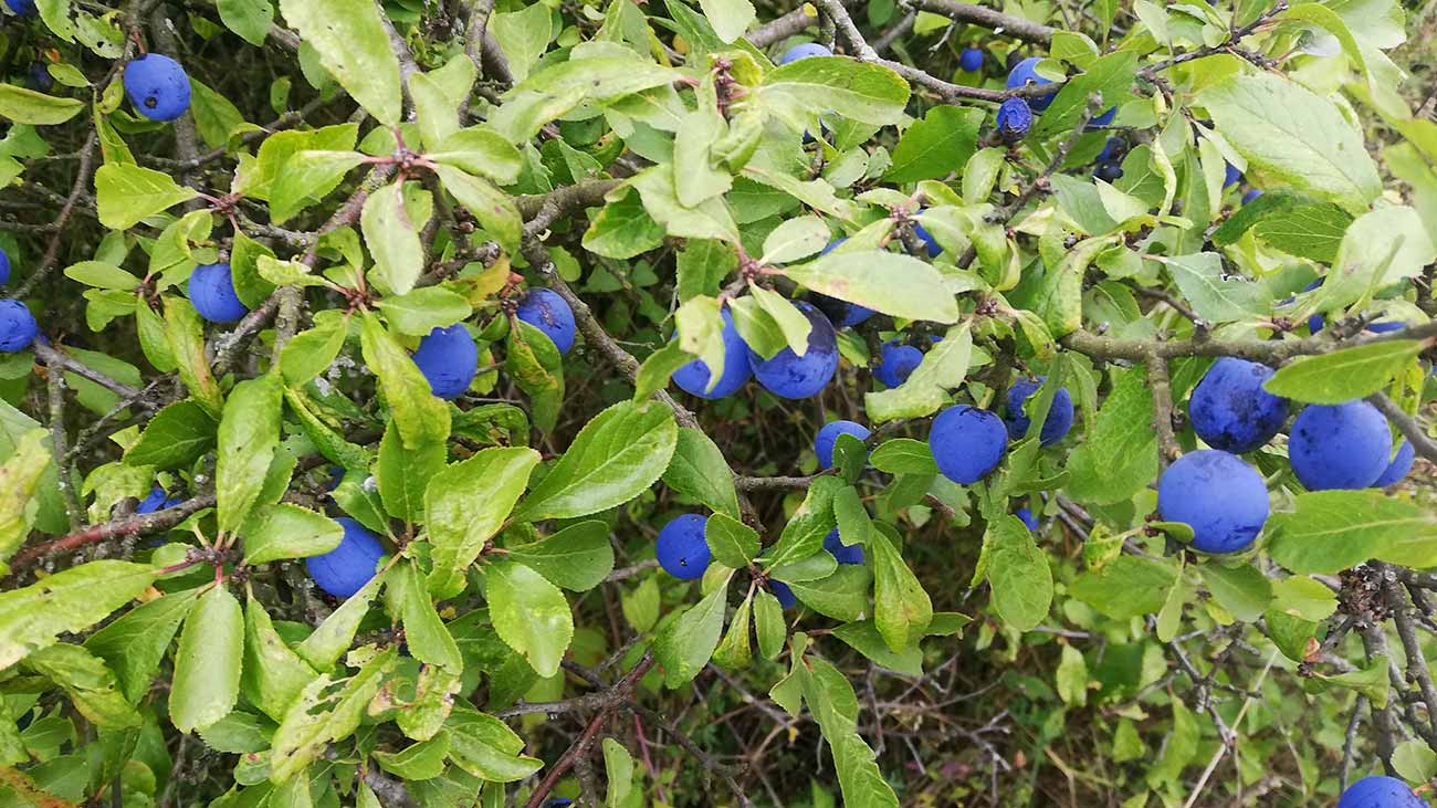  Gałązka z tarniną 