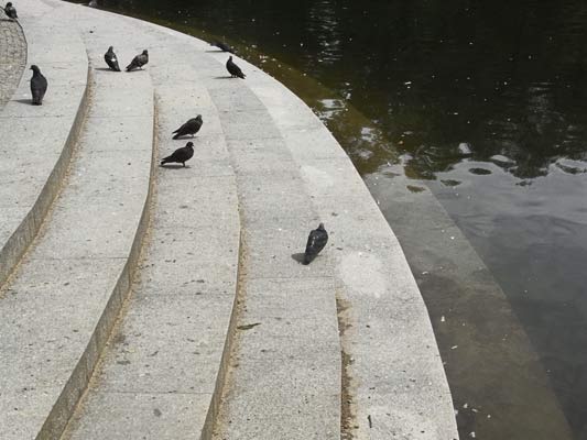  gołebie na schodkach okalajacych staw Warszawa