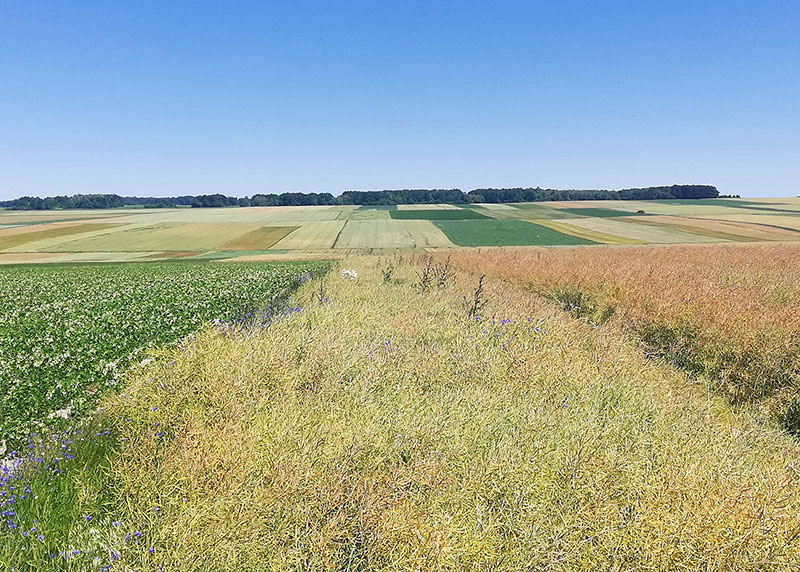 pejzaż z polami i lasem na horyzoncie