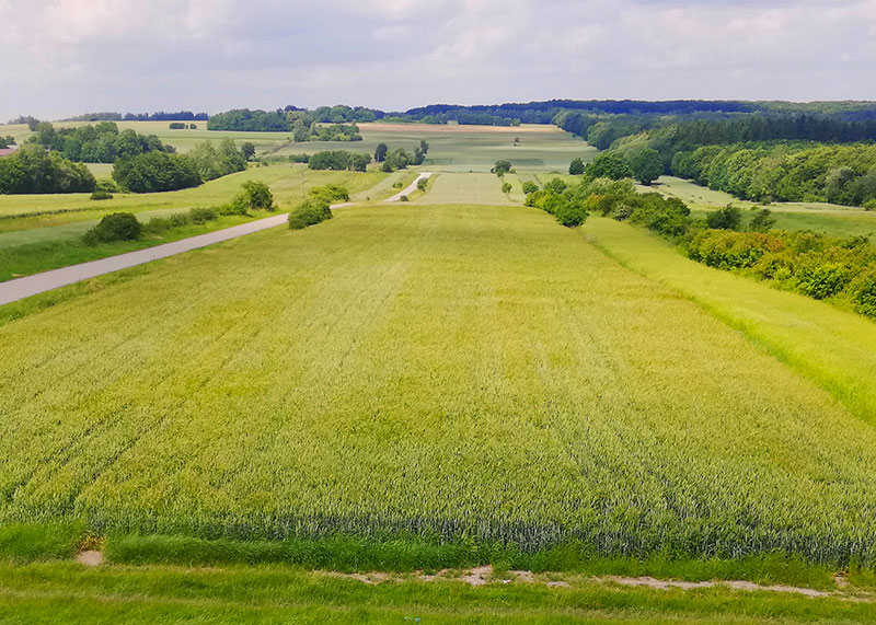  pejzaż z polami i lasem na horyzoncie 