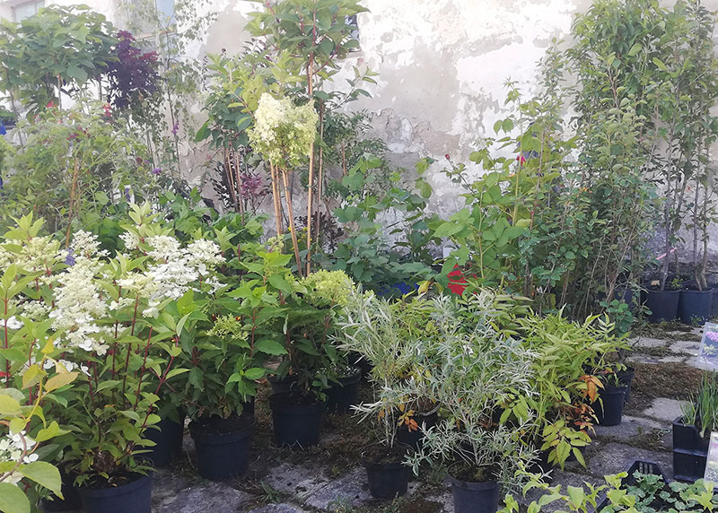 Sadzonki na tle starej stajni 