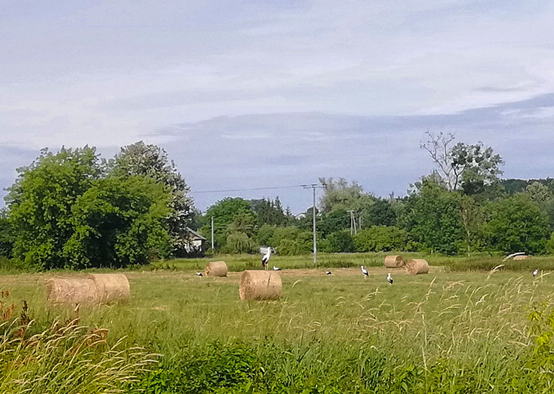 Pejzaż z bocianami 