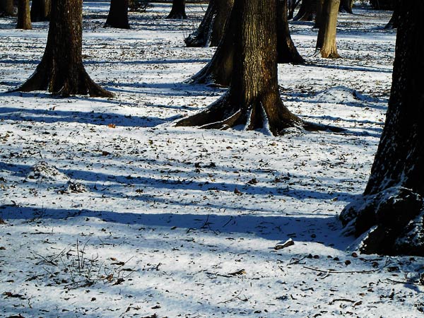 park łazienkowski śnieg