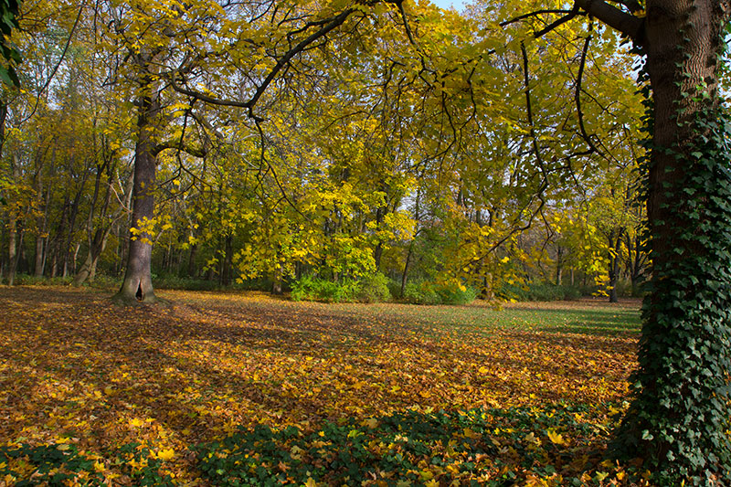 park jesienią