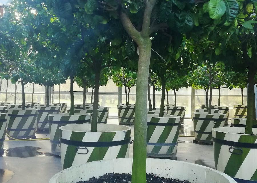 drzewka cytrynowe w oranżerii