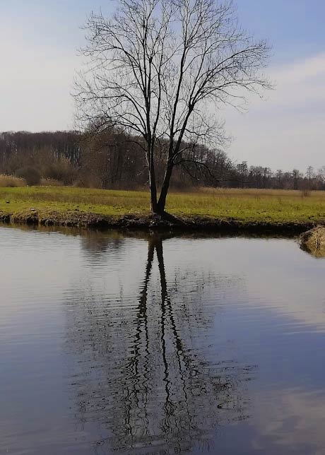 drzewo na brzegu odbija się w stawie