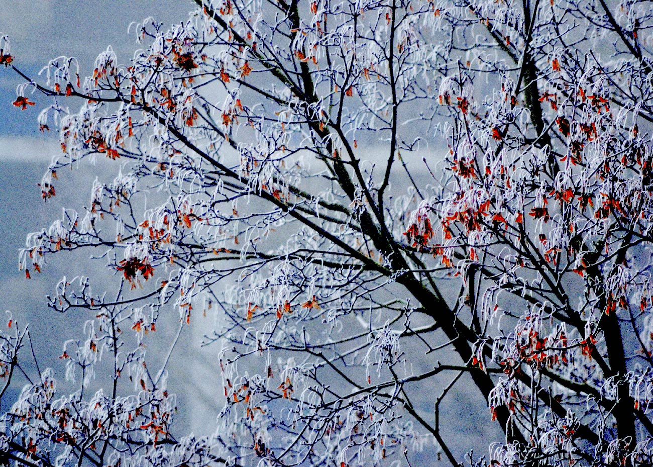 pokryta szfonem gałązka