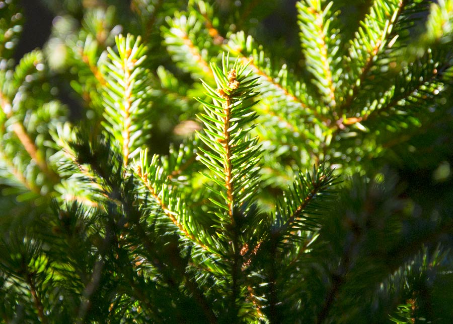 zielone igiełki na gałazce świerku