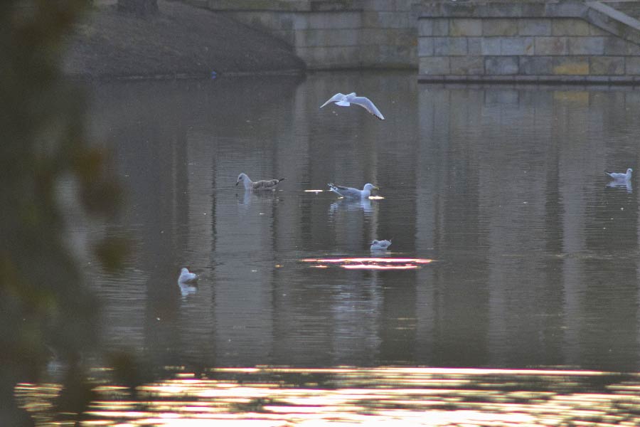 Rybitwy na parkowym stawie w Łazienkach