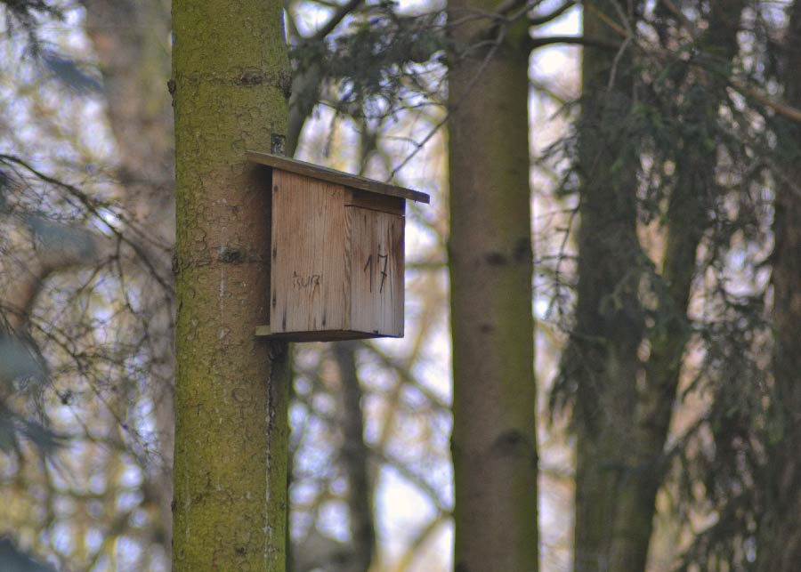 budka legowa na drzewie w parku