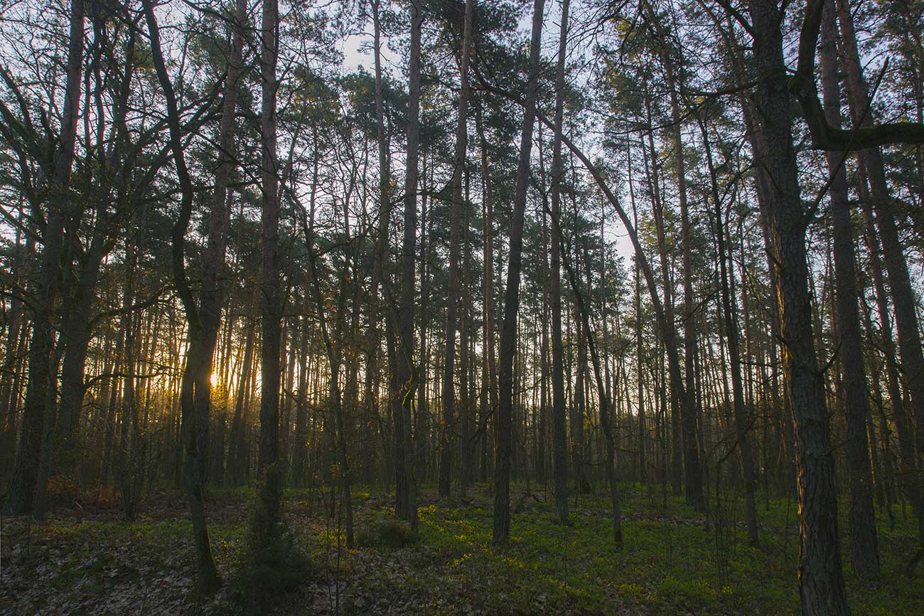 pierwsze promienie słńca przebijaja się miedzy pniami drzew
