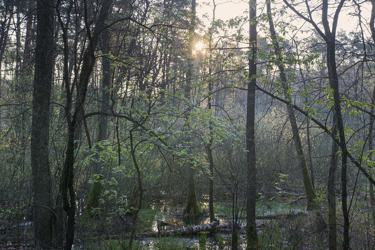bagienne miejsce w Puszczy Kampinoskiej
