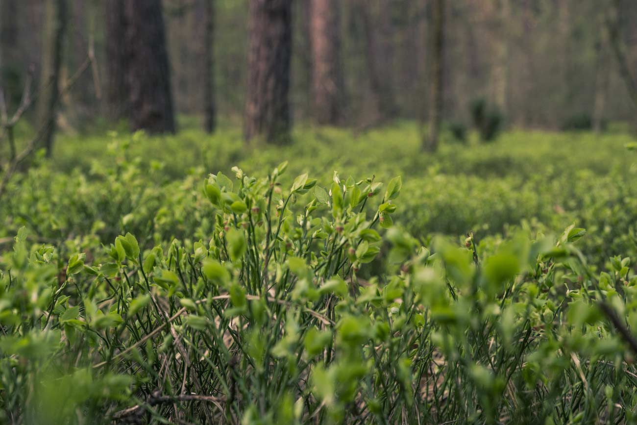 krzaczki czarnej jagody w puszczy