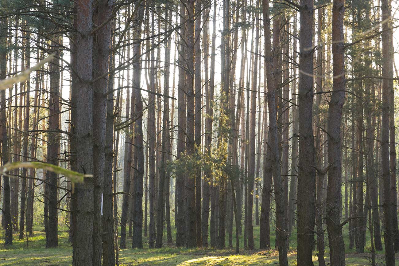 pnie w iglastym lesie