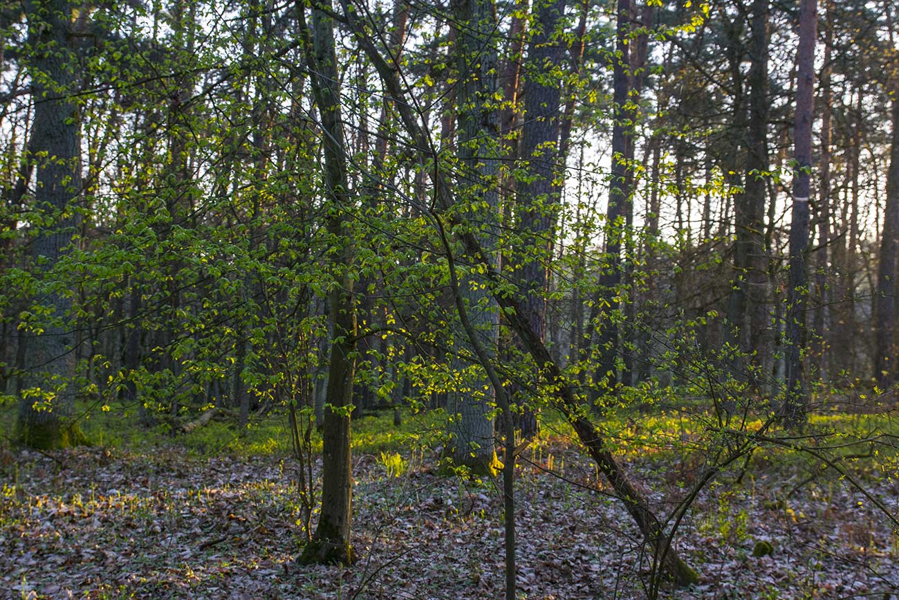 świerza wiosenna zieleń w promieniach słońca