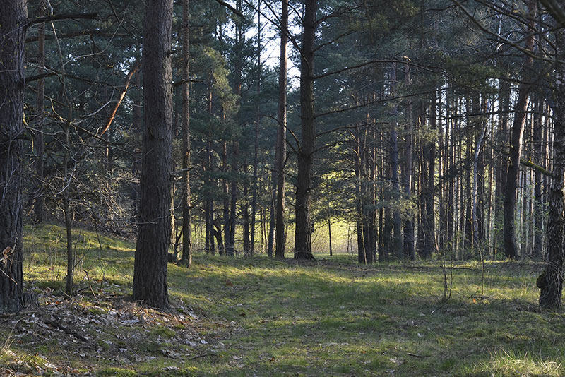ścieżka przez sosnowy las