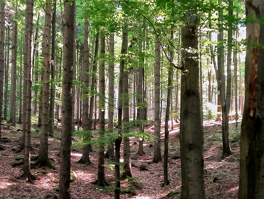 panie drzew bukowych w Sudetach