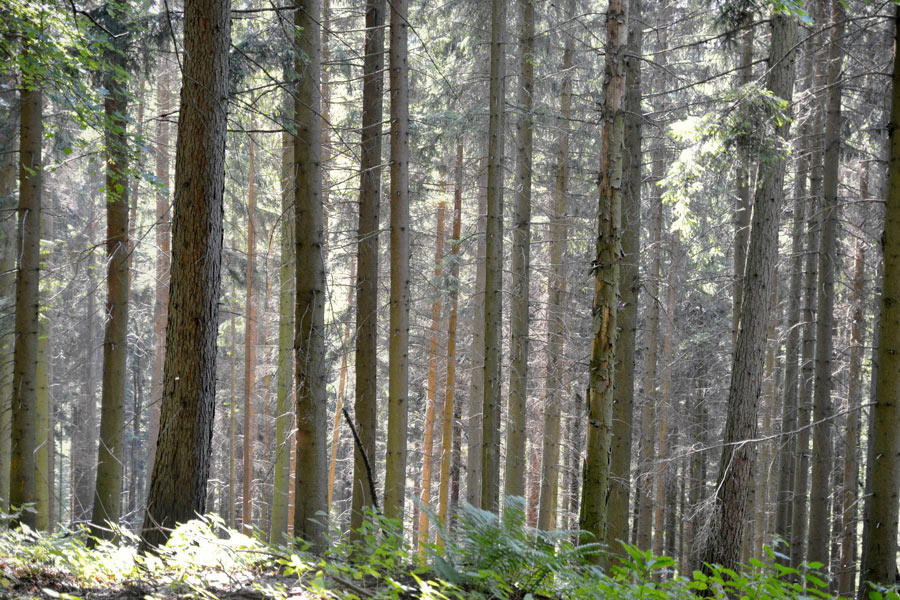 pnie drzew na zboczu góry