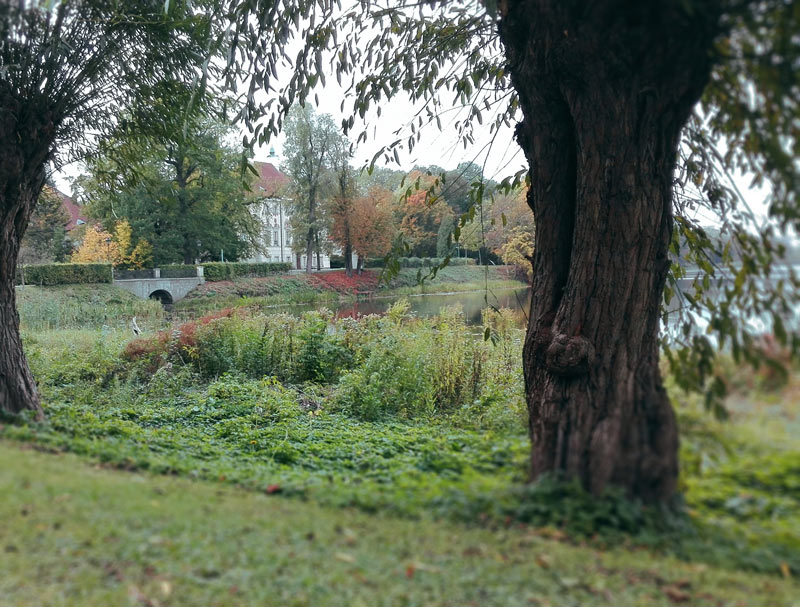 wierzby i pałac za stawem