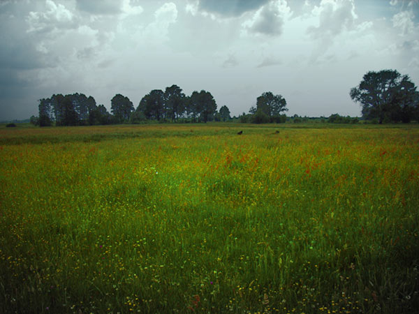 Łaka nad Bugiem